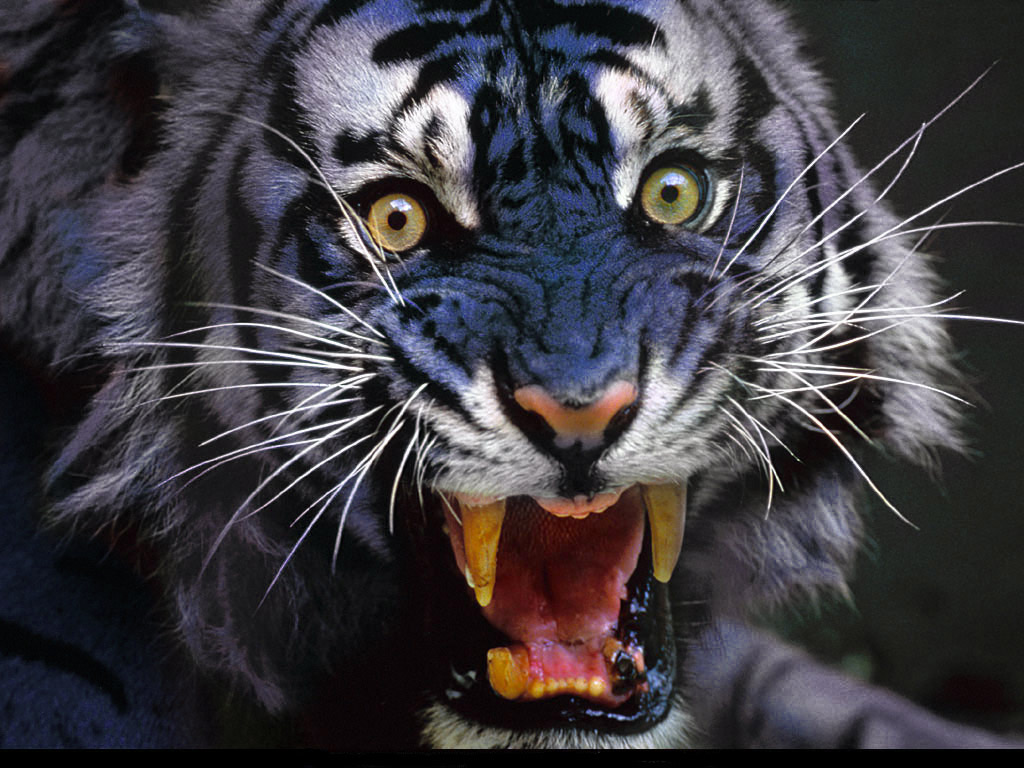 Photoshop Design by topwallpaperscom for DesignCrowd (Community Contests) | Design #9120394