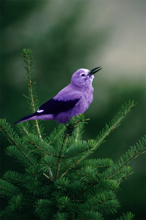 Photoshop Design by IceDesign for DesignCrowd (Community Contests) | Design #9120399