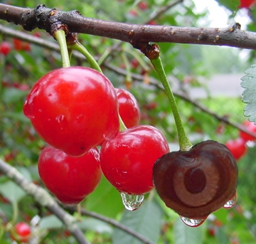 Photoshop Design by SirLegend for DesignCrowd (Community Contests) | Design #9100596