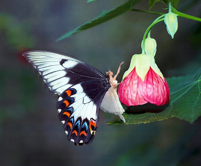 Photoshop Design by TheGemini for DesignCrowd (Community Contests) | Design #9120124