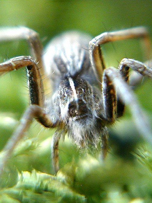 Diseño de Photoshop por Yaron76 para DesignCrowd (Community Contests) | Diseño #9120305