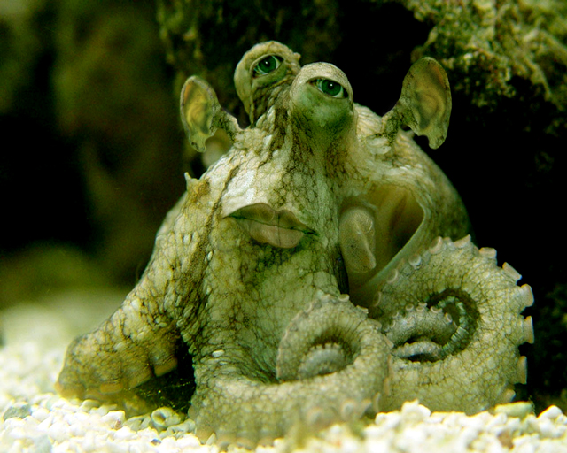 Photoshop Design by Odessa for DesignCrowd (Community Contests) | Design #9120213