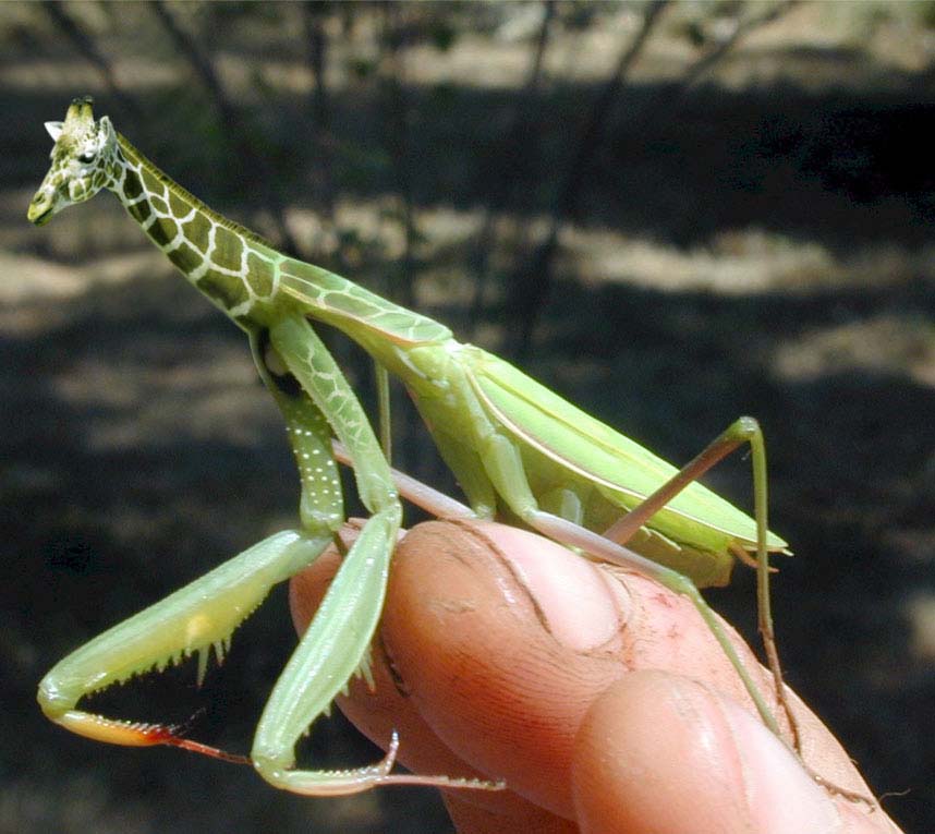 Photoshop Design by Mantis2000 for DesignCrowd (Community Contests) | Design #9100238