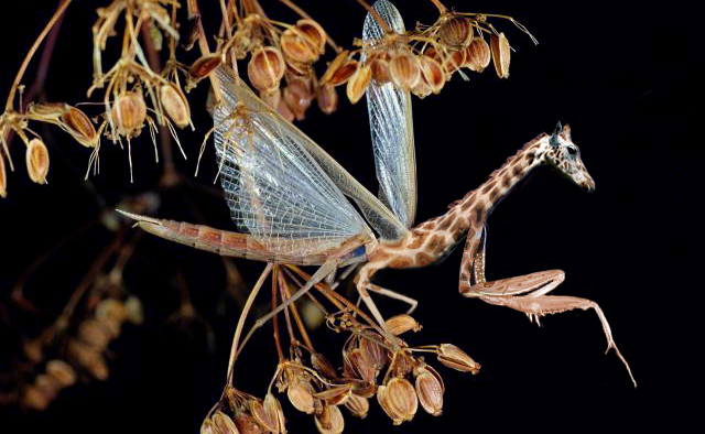 Photoshop Design by srinoo for DesignCrowd (Community Contests) | Design #9100247