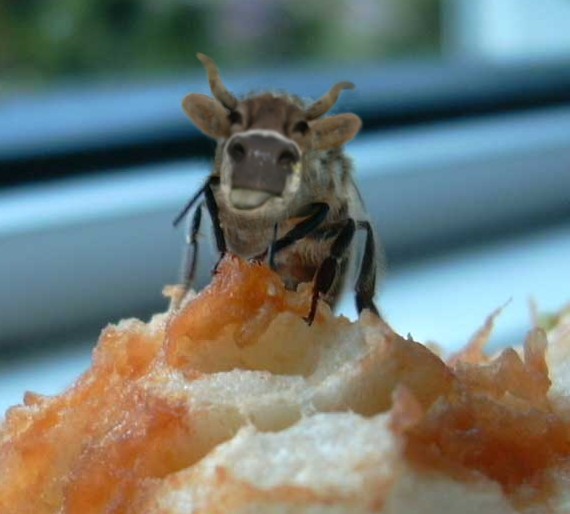 Design Photoshop par Pirciu pour DesignCrowd (Community Contests) | Design #9100246