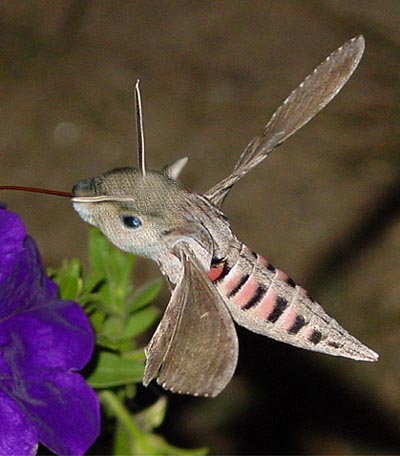 Photoshop Design by Tedmus for DesignCrowd (Community Contests) | Design #9100240