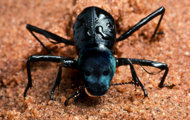 Diseño de Photoshop por FallingFaster11 para DesignCrowd (Community Contests) | Diseño #9100250