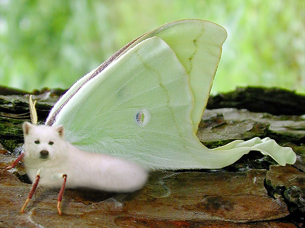 Design Photoshop par duragg pour DesignCrowd (Community Contests) | Design #9100244