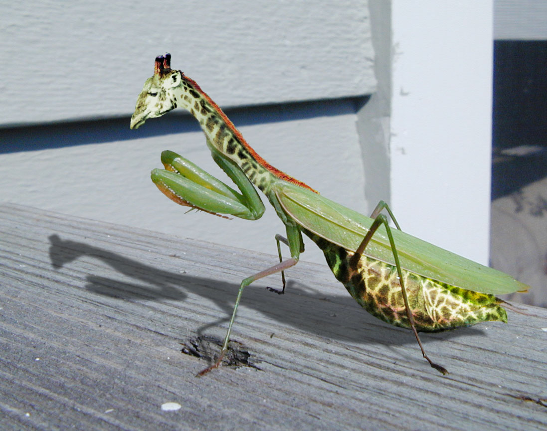 Photoshop-Design von godzillatemple für DesignCrowd (Community Contests) | Design #9100261