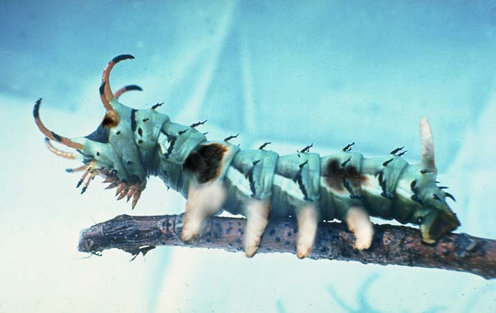 Photoshop Design by RanLar for DesignCrowd (Community Contests) | Design #9100264