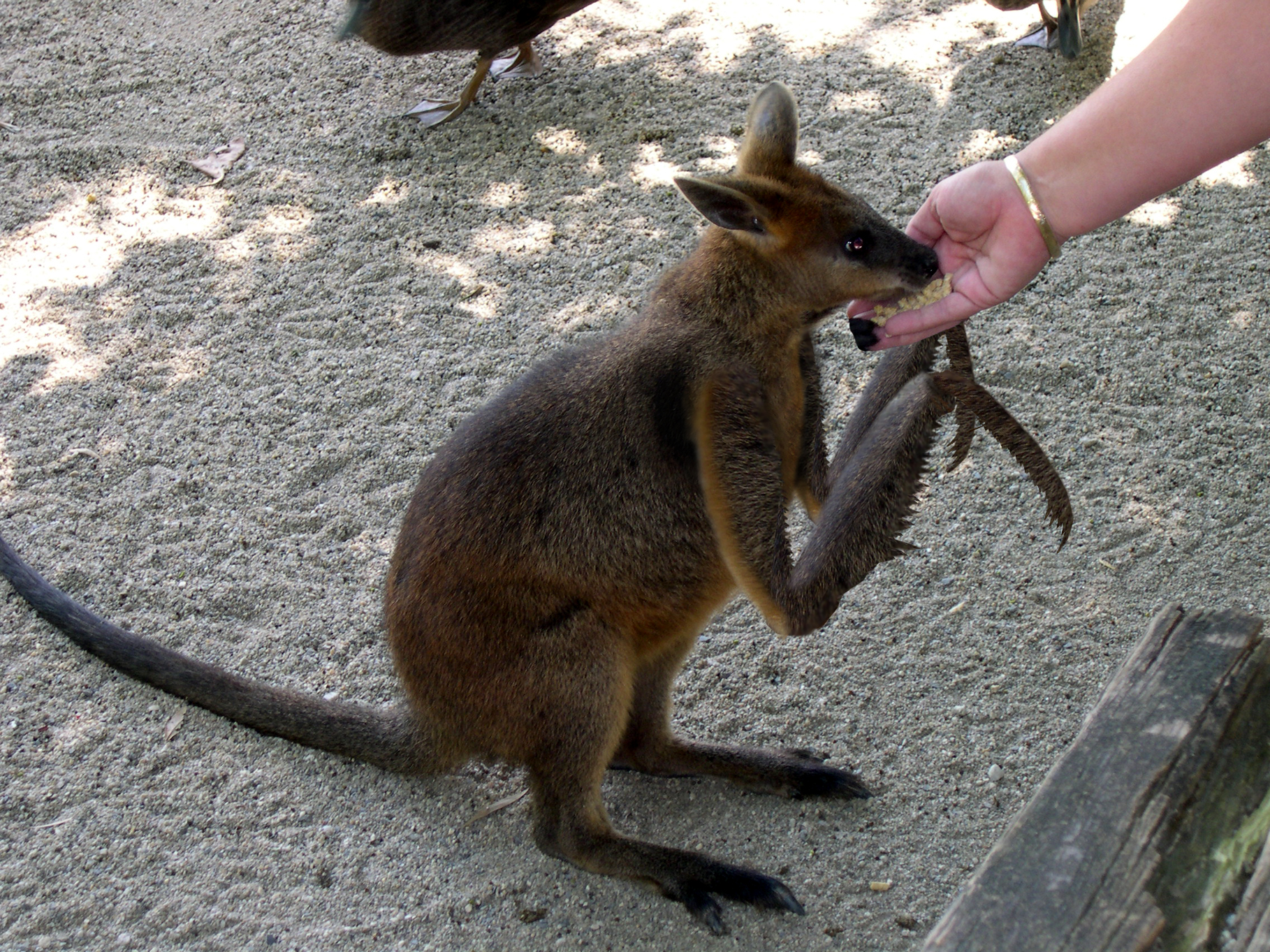 Photoshop Design by MrDectol for DesignCrowd (Community Contests) | Design #9100308