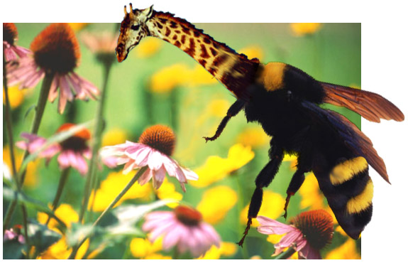 Design Photoshop par Merydp pour DesignCrowd (Community Contests) | Design #9100437