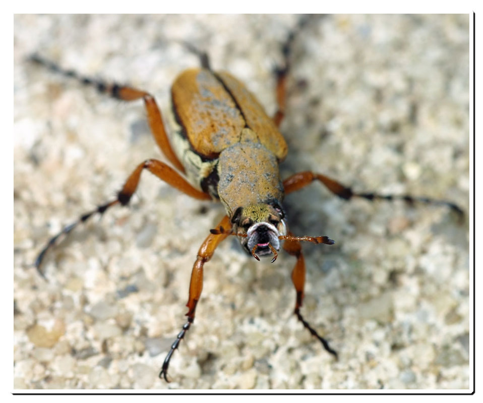 Photoshop Design by luckychingi for DesignCrowd (Community Contests) | Design #9100378