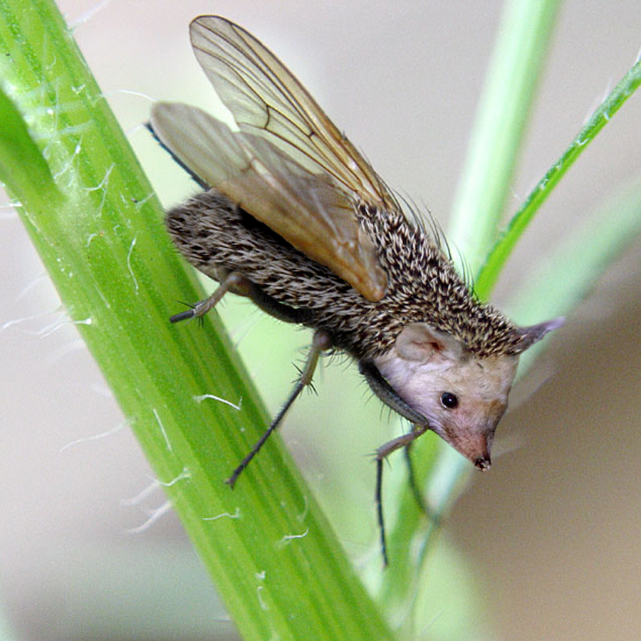 Photoshop-Design von sylver für DesignCrowd (Community Contests) | Design #9100344