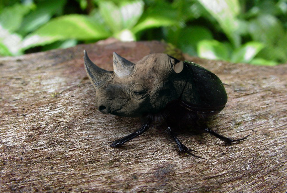 Photoshop-Design von Coolcat für DesignCrowd (Community Contests) | Design #9100423