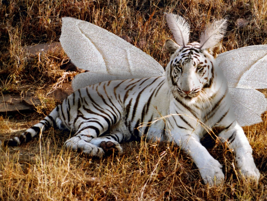 Photoshop Design by Samsagaz for DesignCrowd (Community Contests) | Design #9100443