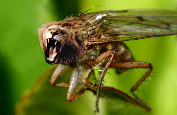 Photoshop Design by MsBrill for DesignCrowd (Community Contests) | Design #9100357