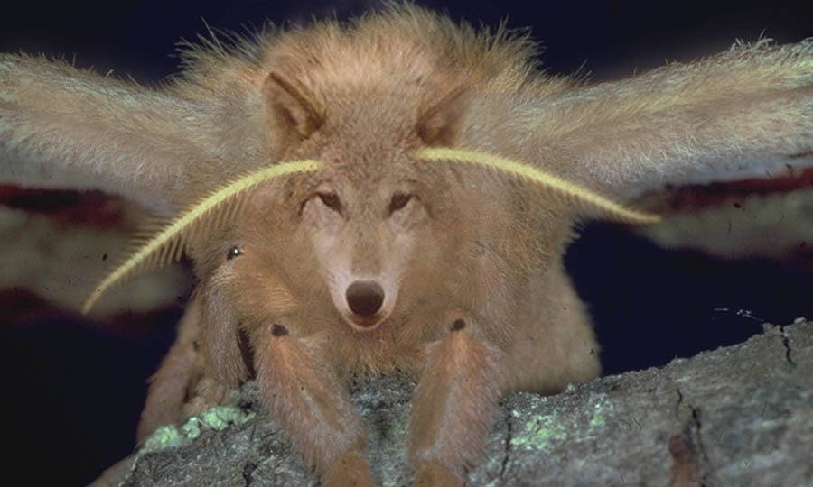 Photoshop Design by similus for DesignCrowd (Community Contests) | Design #9100350