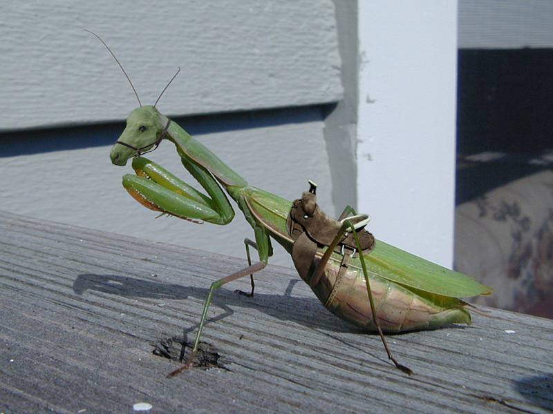 Diseño de Photoshop por pisces para DesignCrowd (Community Contests) | Diseño #9100362