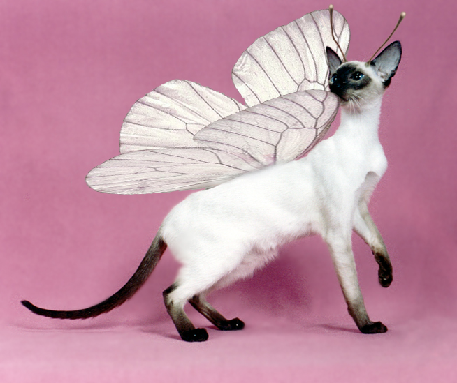 Diseño de Photoshop por Zanatos para DesignCrowd (Community Contests) | Diseño #9100301