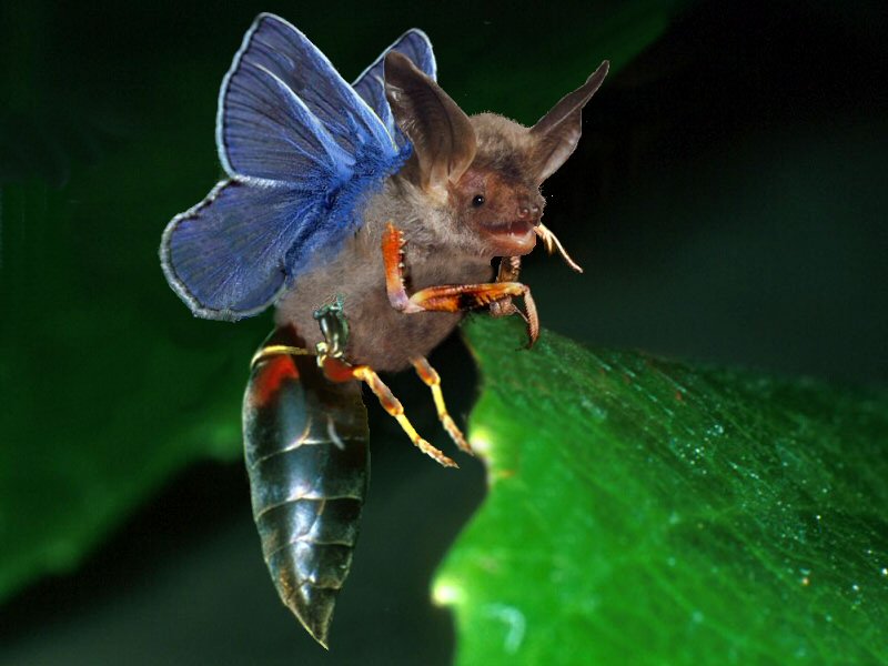 Diseño de Photoshop por cyangaga para DesignCrowd (Community Contests) | Diseño #9100460