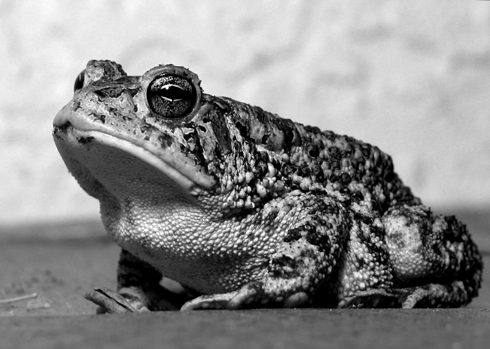 Photography by koalachimbo for DesignCrowd (Community Contests) | Design #9115920