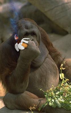 Diseño de Photoshop por cyangaga para DesignCrowd (Community Contests) | Diseño #9115833