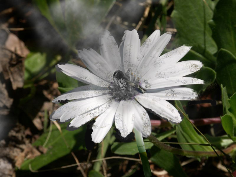 Photoshop Design by Ender97209 for DesignCrowd (Community Contests) | Design #9115831