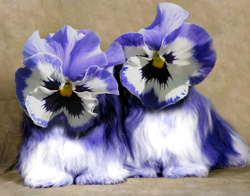 Design Photoshop par robster pour DesignCrowd (Community Contests) | Design #9091555