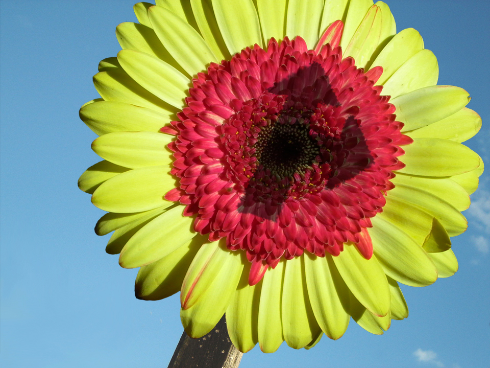 Photoshop Design by borbor for DesignCrowd (Community Contests) | Design #9091661