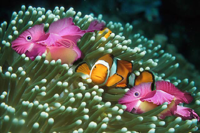 Photoshop-Design von Trit für DesignCrowd (Community Contests) | Design #9091844