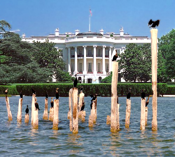 Photoshop Design by danibiazi for DesignCrowd (Community Contests) | Design #9115649