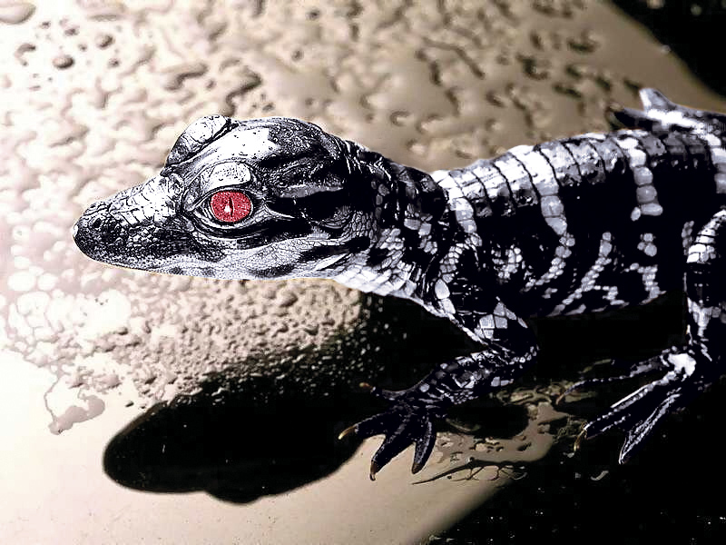 Photoshop Design by Eizzo6 for DesignCrowd (Community Contests) | Design #9098540