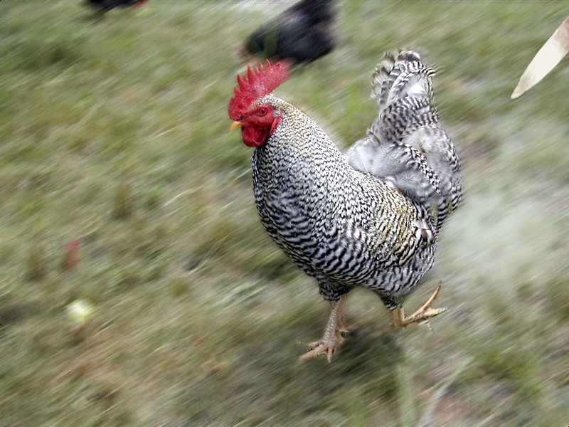 Design Photoshop par HotGod pour DesignCrowd (Community Contests) | Design #9098648