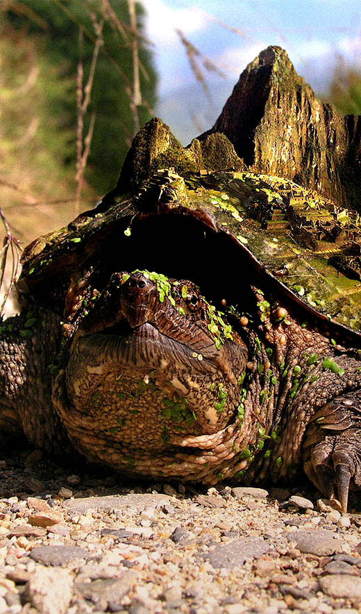 Diseño de Photoshop por Yaron76 para DesignCrowd (Community Contests) | Diseño #9115773