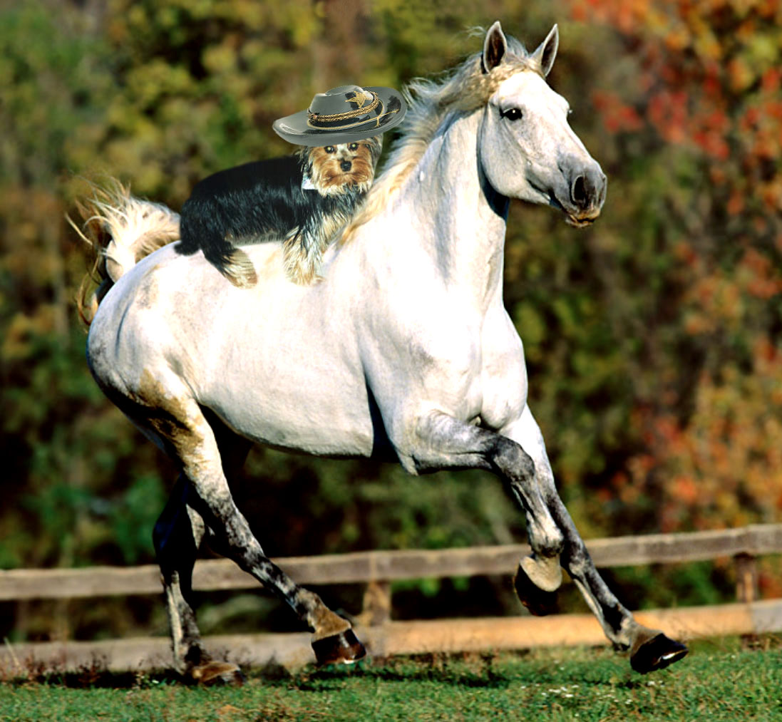 Diseño de Photoshop por envisage para DesignCrowd (Community Contests) | Diseño #9119261