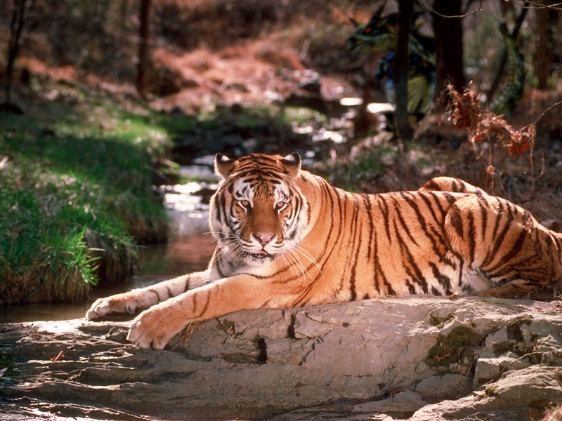 Photoshop-Design von ewarning für DesignCrowd (Community Contests) | Design #9098789