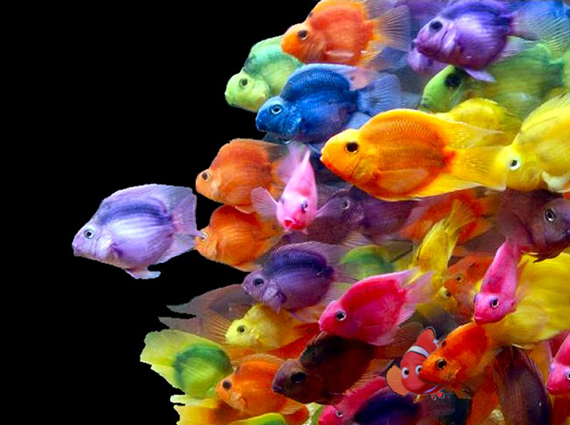 Diseño de Photoshop por Marinvc para DesignCrowd (Community Contests) | Diseño #9098891