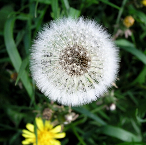 Fotografie von mzmzmzmz für DesignCrowd (Community Contests) | Design #9099528