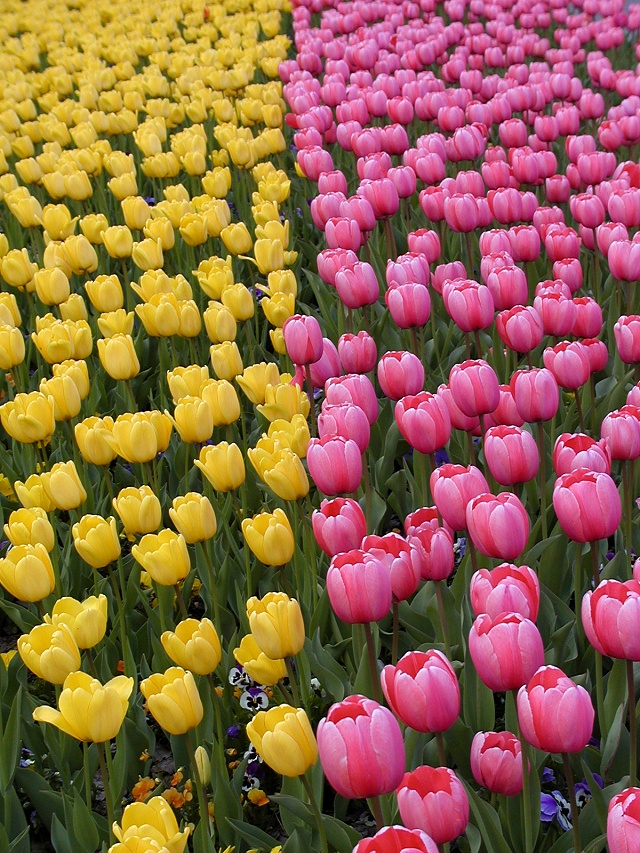 Photographie par KarenC pour DesignCrowd (Community Contests) | Design #9099537