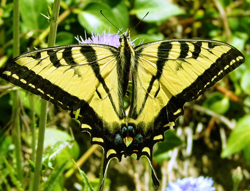 Photography by HooskerRoo for DesignCrowd (Community Contests) | Design #9099610