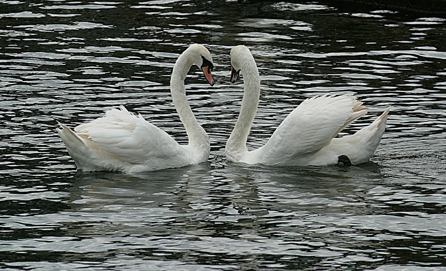 Photography by RitaRichter for DesignCrowd (Community Contests) | Design #9099631