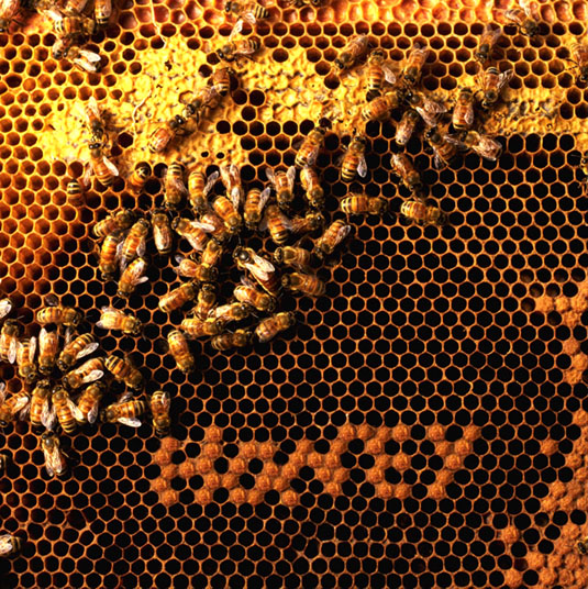 Diseño de Photoshop por welldone para DesignCrowd (Community Contests) | Diseño #9092367