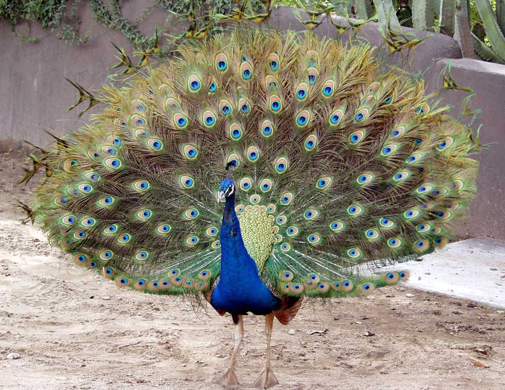 Photoshop Design by phipht5 for DesignCrowd (Community Contests) | Design #9092733