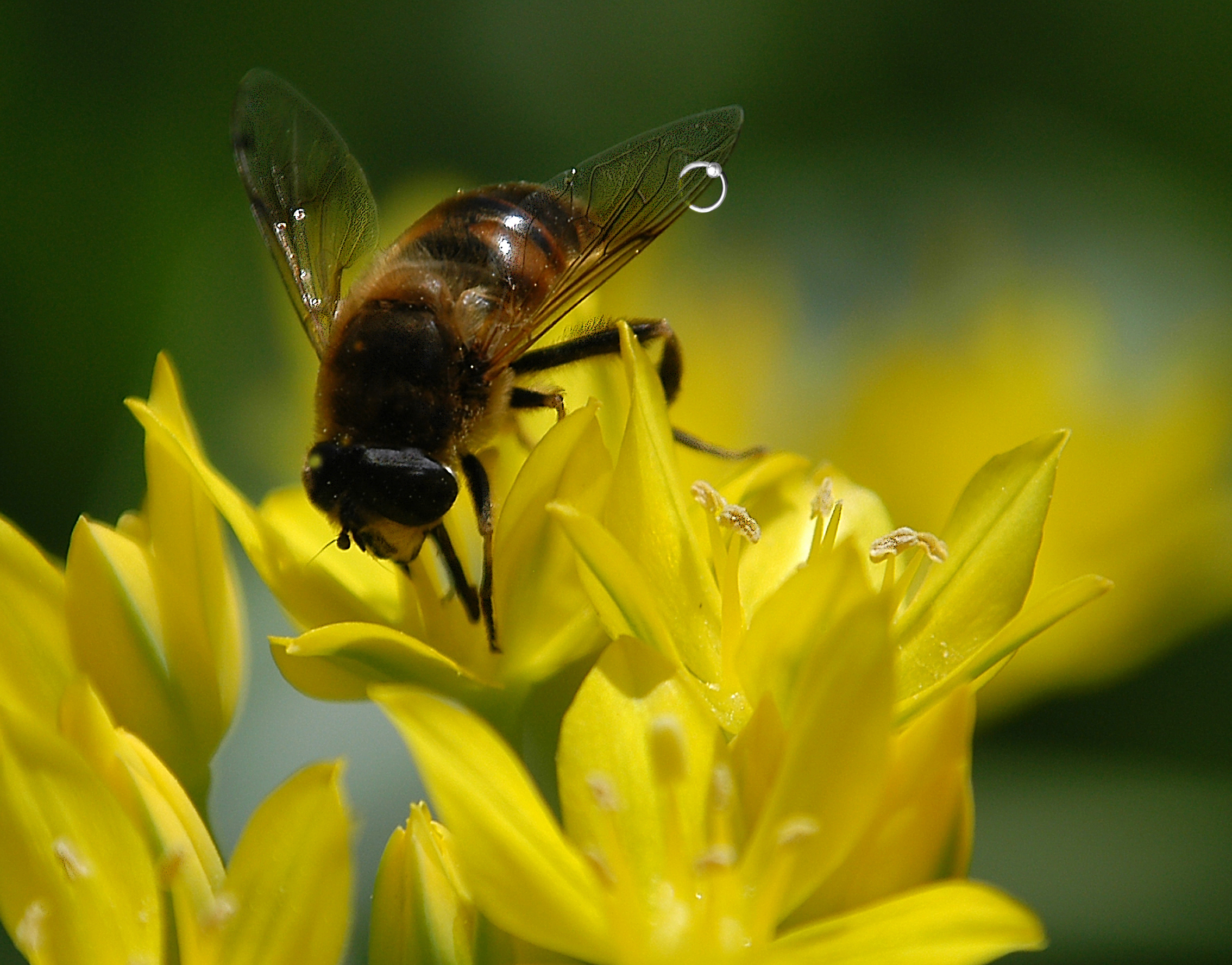 Photoshop-Design von ewall53 für DesignCrowd (Community Contests) | Design #9092545