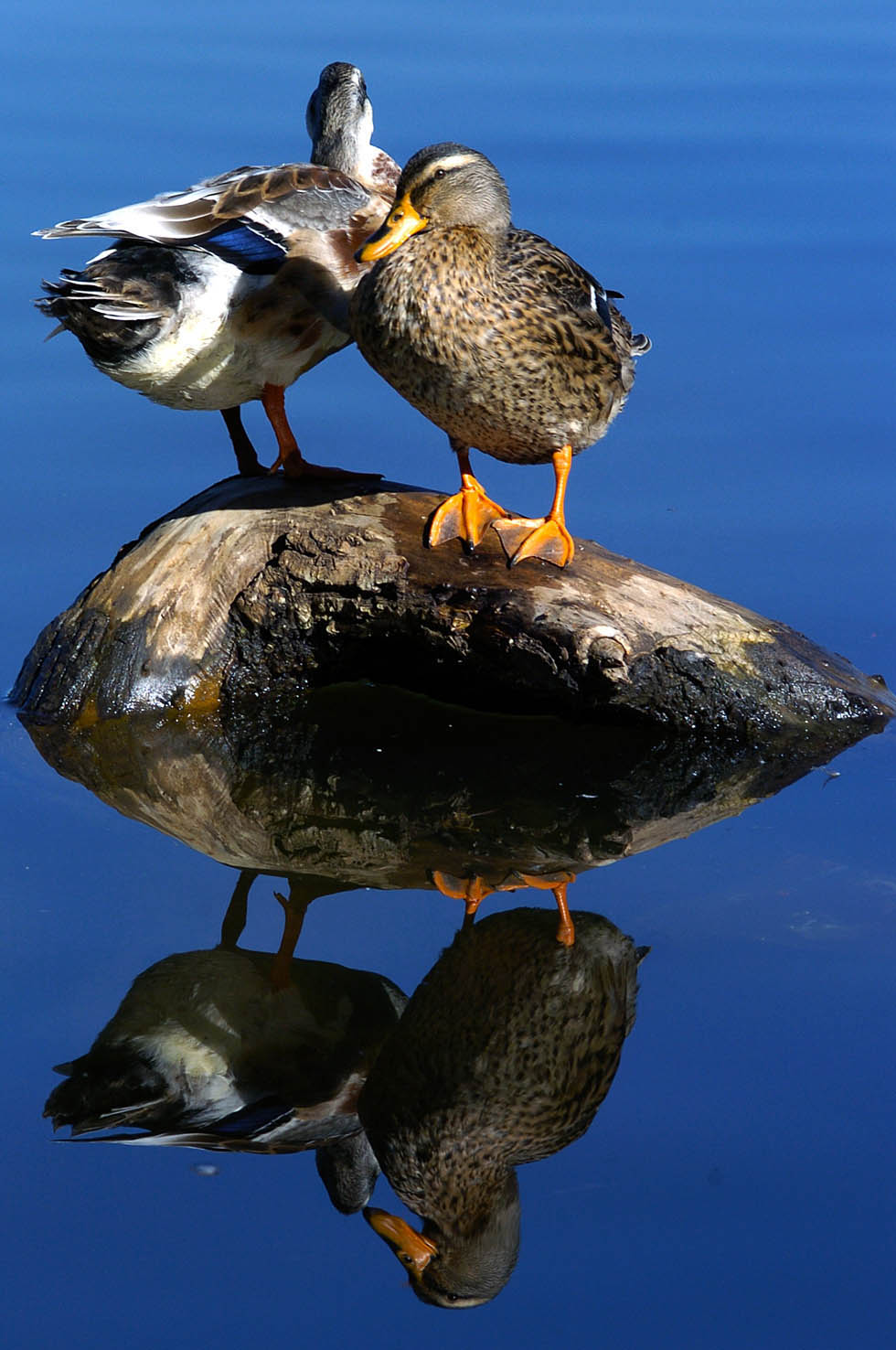 Photography by bostrom155 for DesignCrowd (Community Contests) | Design #9099729