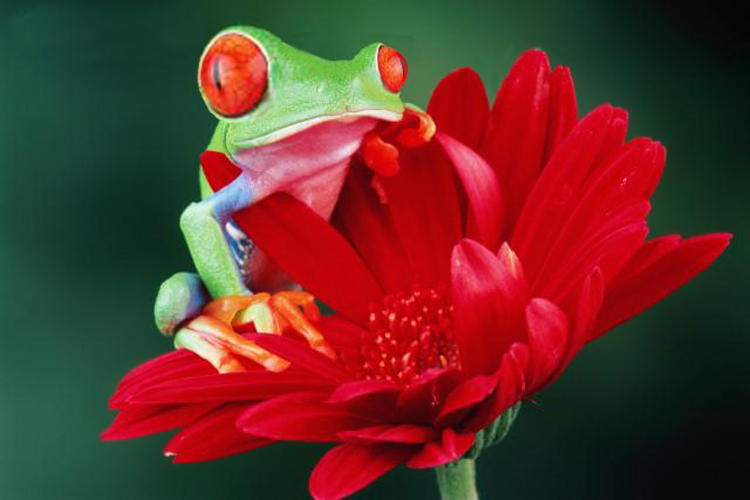 Photoshop Design by srinoo for DesignCrowd (Community Contests) | Design #9089877