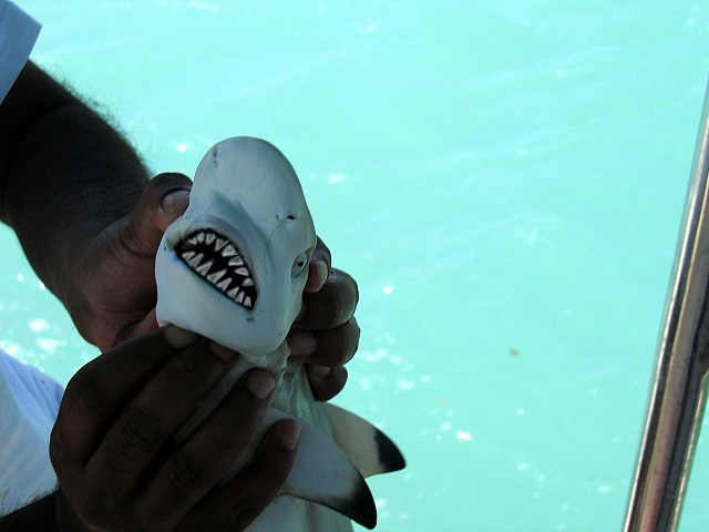 Photoshop-Design von absguft für DesignCrowd (Community Contests) | Design #9089908