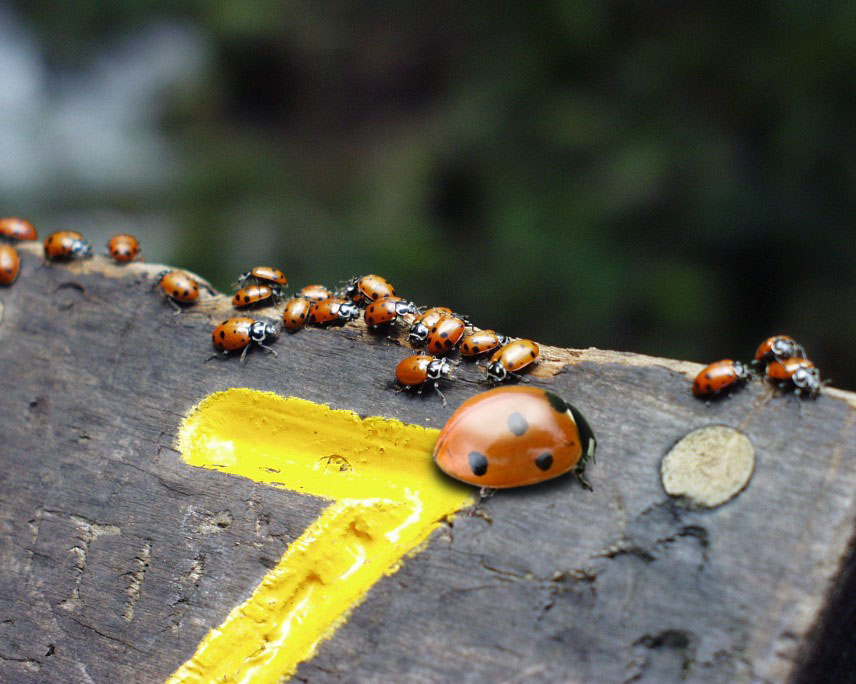 Design Photoshop par godzillatemple pour DesignCrowd (Community Contests) | Design #9089913