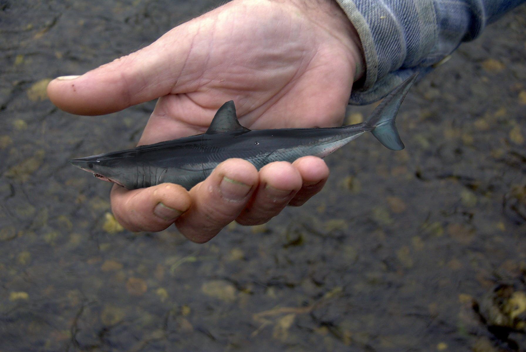 Photoshop-Design von Budmiester für DesignCrowd (Community Contests) | Design #9090044